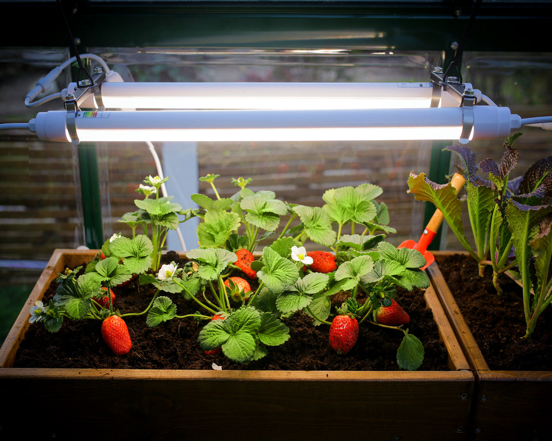 Benefits of Using a Grow Light On Your Plants