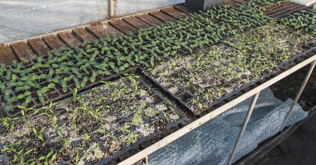Young seedlings in trays thriving in a greenhouse environment.
