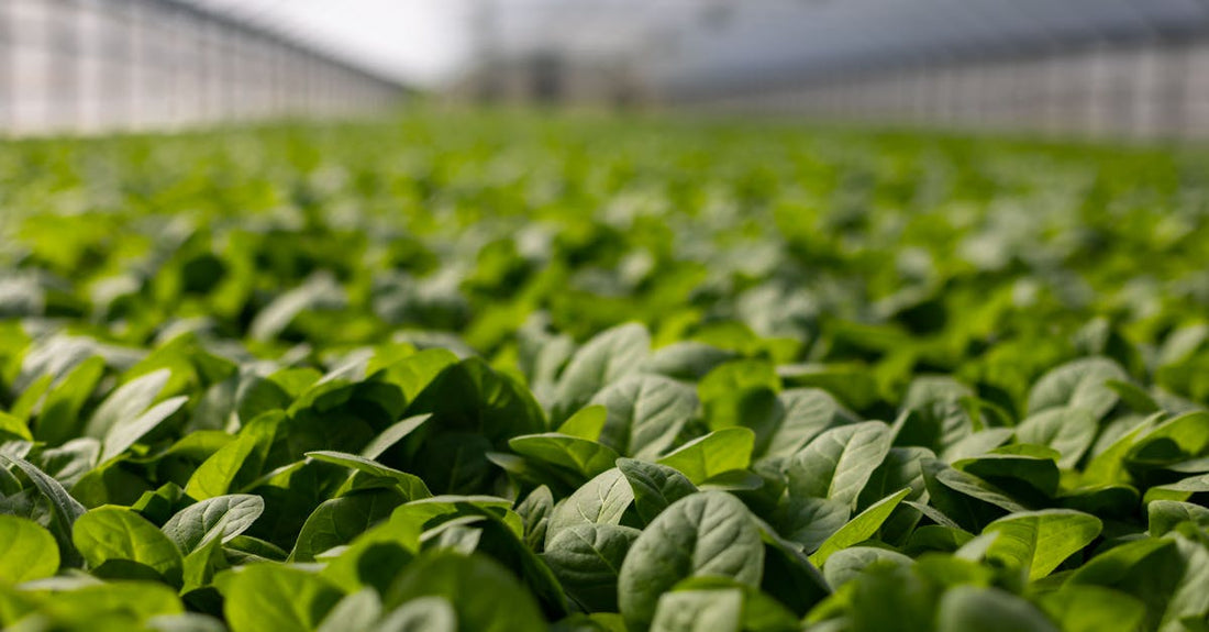 Close-up of vibrant green leaves in a greenhouse, showcasing lush, fresh growth.