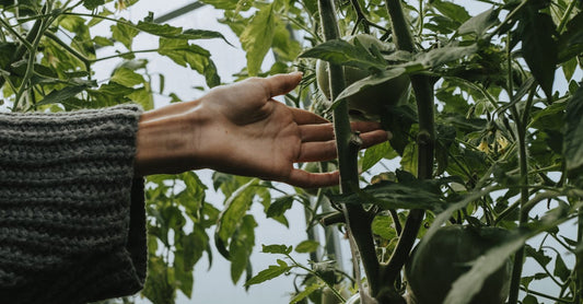 A hand gently touching tomato plants inside a lush greenhouse, highlighting organic gardening.
