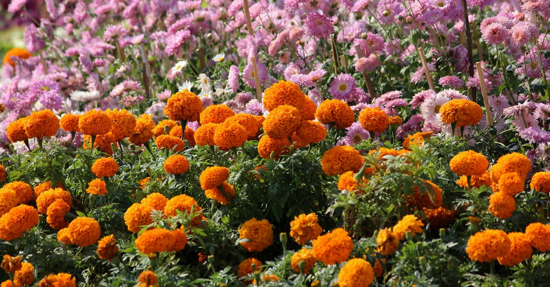 A colorful field of marigolds and chrysanthemums in full bloom, showcasing nature's beauty.