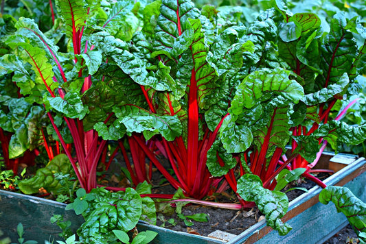 Top Greenhouse Vegatable Varieties for Fall Success