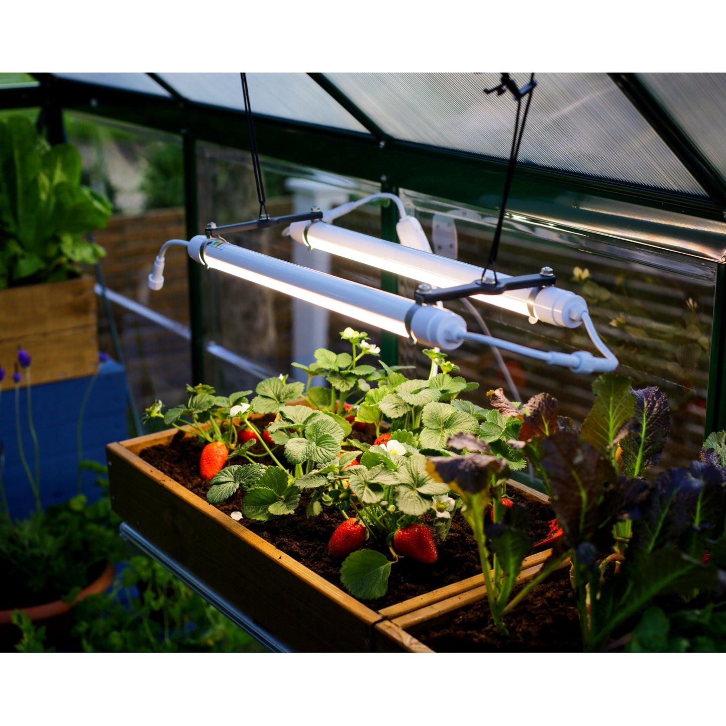 Palram - Canopia | Brighton - LED Grow Light