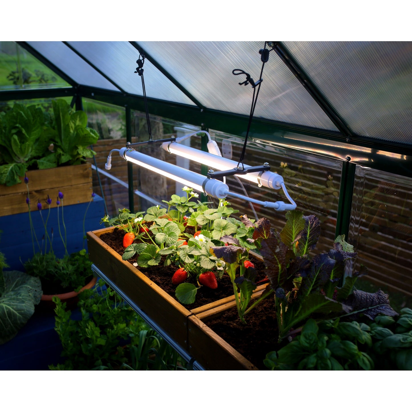 An LED grow light mounted on the inside of a greenhouse, with plants underneath receiving the necessary light for growth.