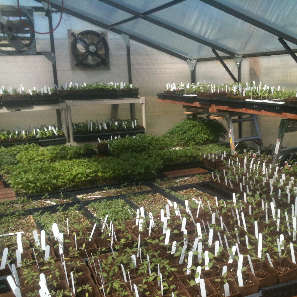 Santa Barbara | Montecito Aluminum Greenhouse With 8mm Twin Wall Polycarbonate Glazing