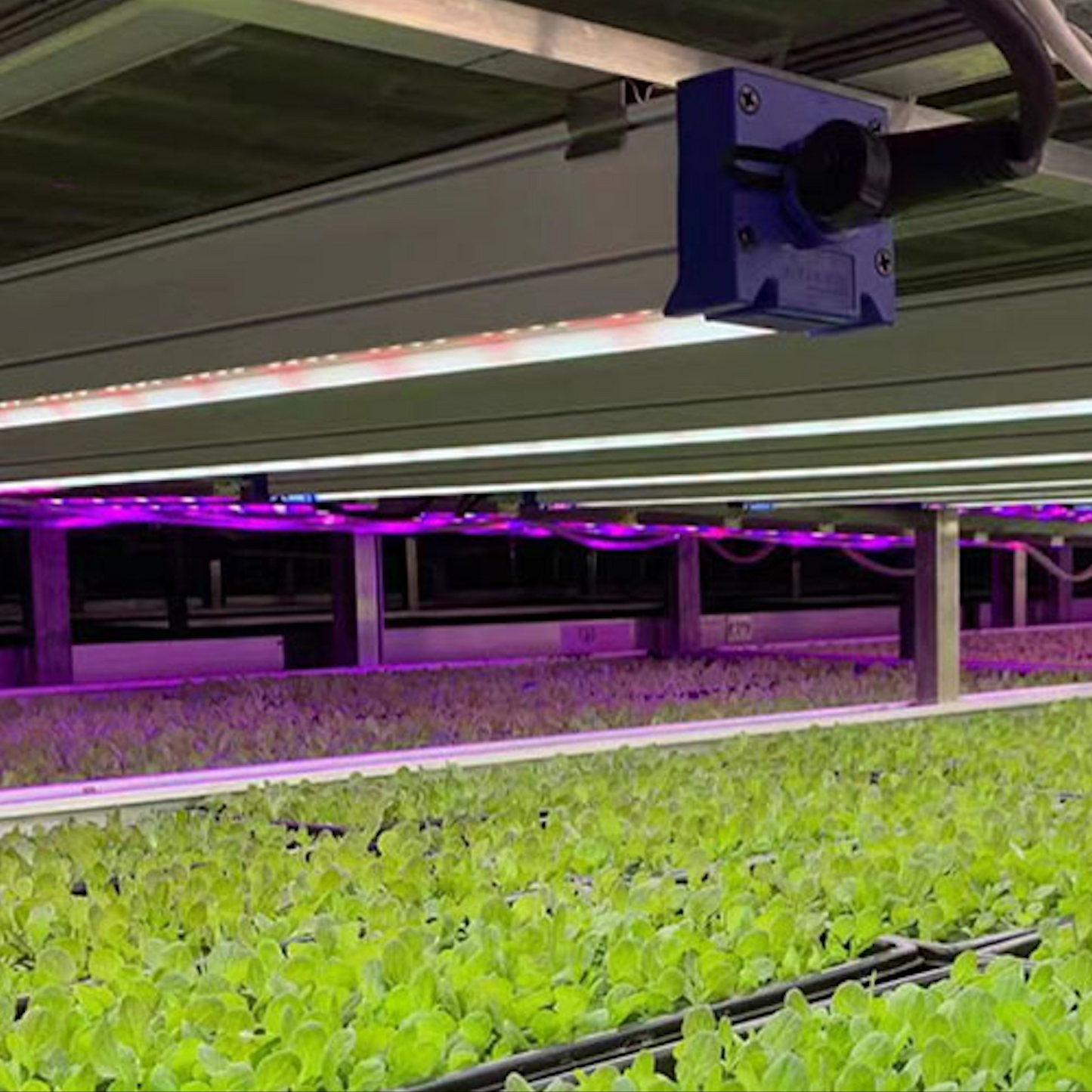 Astrica | 45W LED Indoor Plant Grow Light