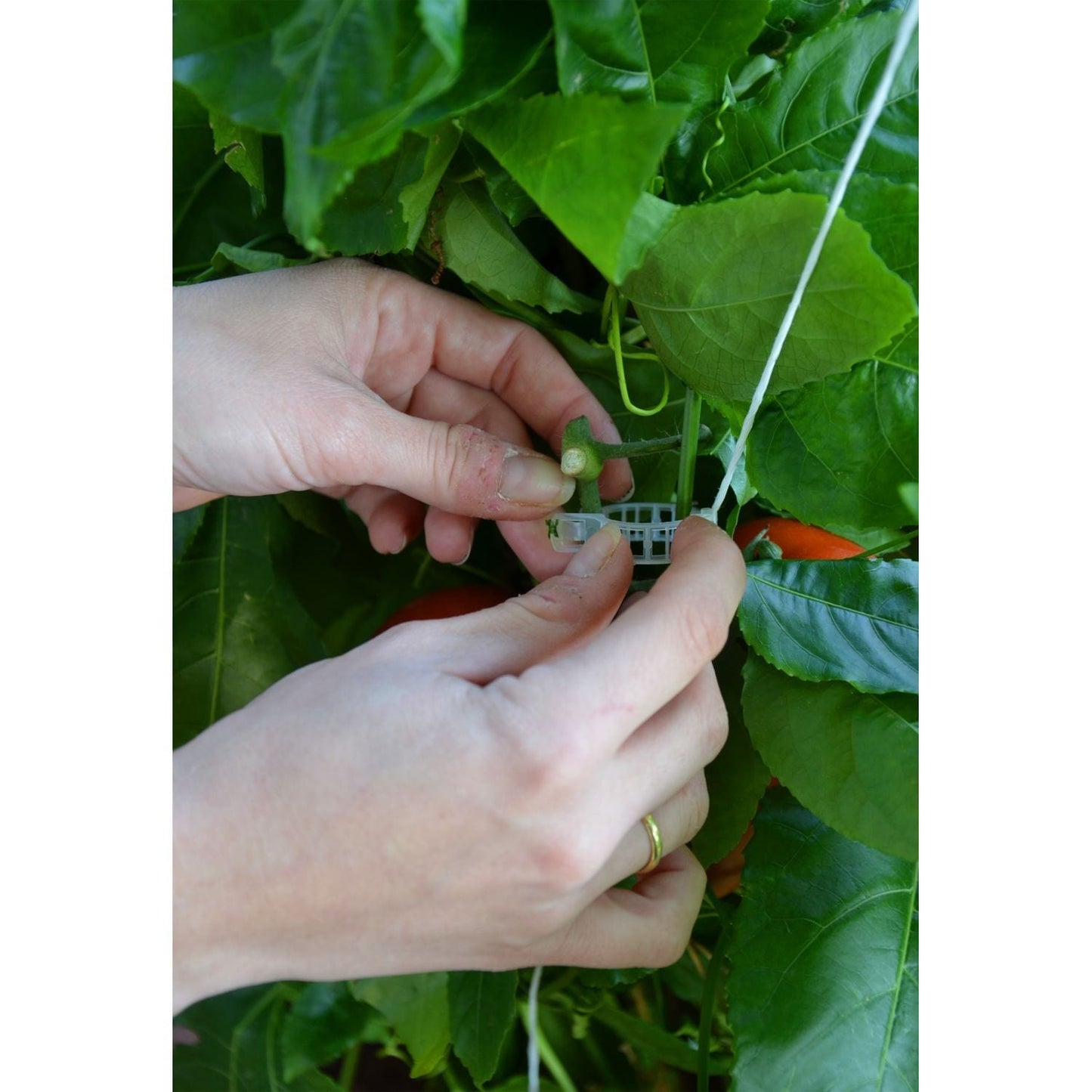 Palram - Canopia Greenhouse Accessories Palram - Canopia | Trellising Kit Pro for Palram - Canopia Greenhouses HG1024