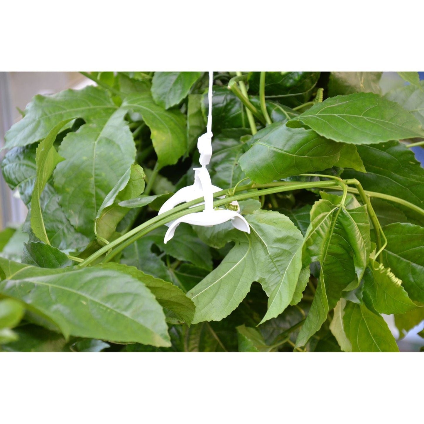 Palram - Canopia Greenhouse Accessories Palram - Canopia | Trellising Kit Pro for Palram - Canopia Greenhouses HG1024