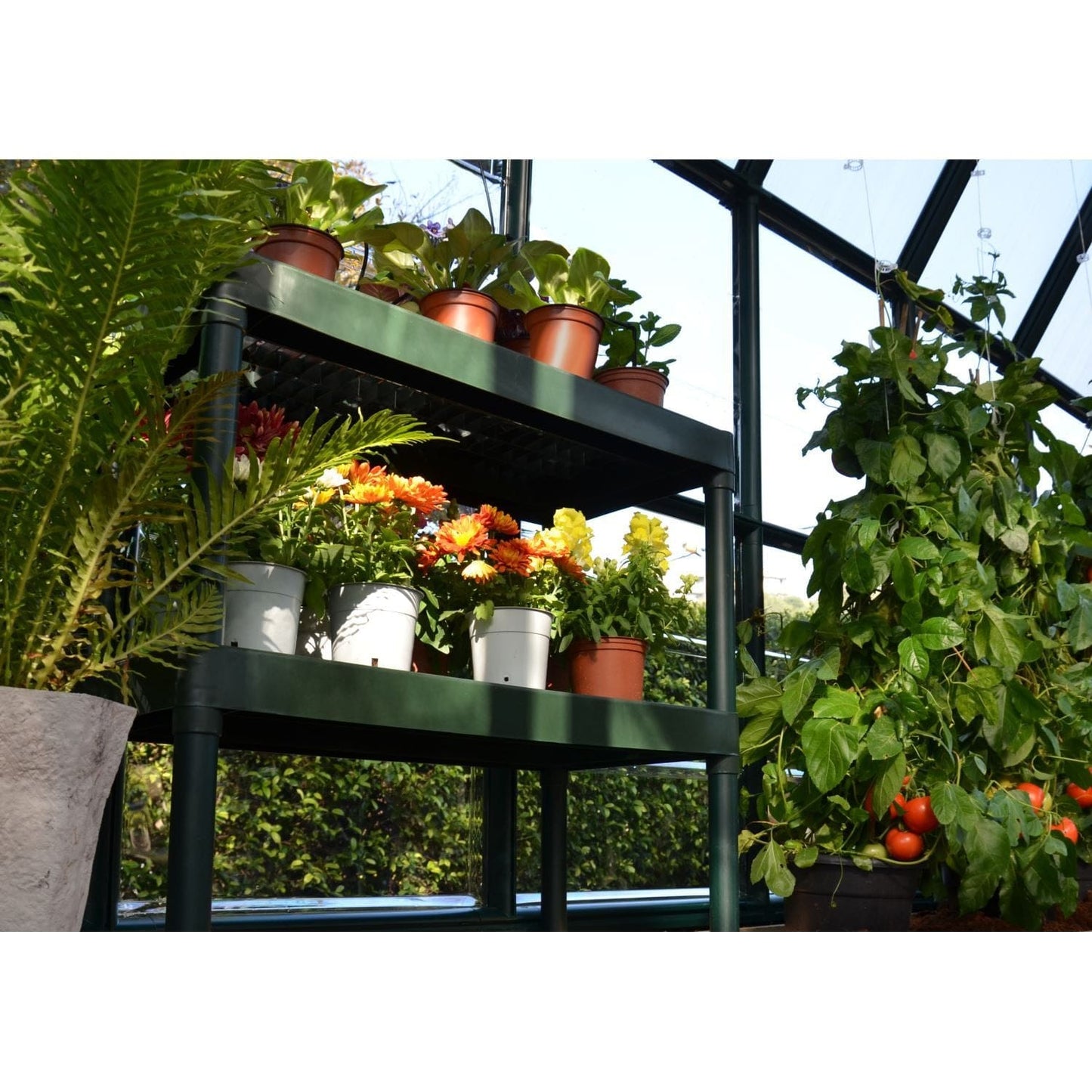 Palram - Canopia Greenhouse Kit Palram - Canopia | Prestige 8x8 ft Diffused Greenhouse Package HG7308