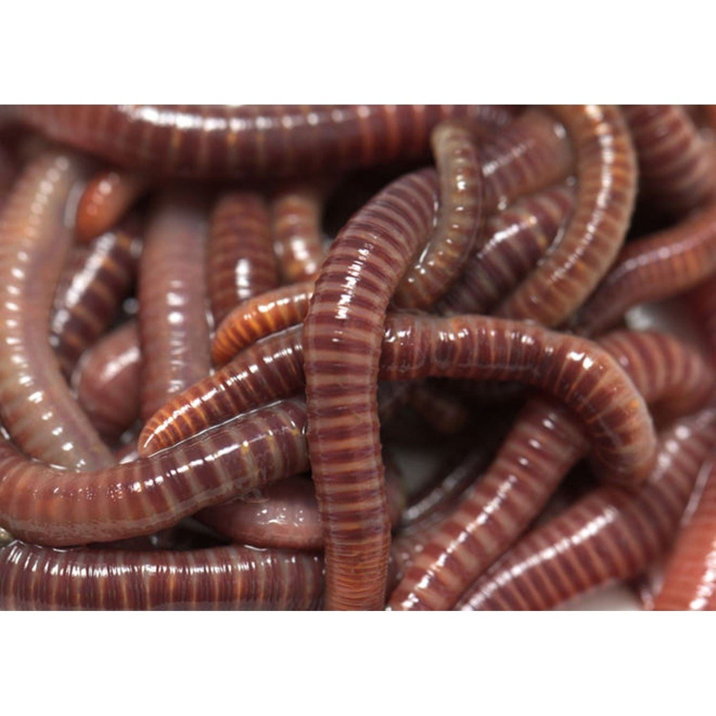 Riverstone Industries Gardening Riverstone | Maze Large Three Worm Farm Starter Kit With Shelving RSI-MC-WORM-LFK