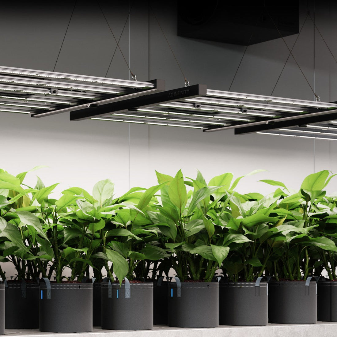 The Ultimate 5x5 Grow Tent Buyer Guide (Lighting, Wattage, and a High-Yield Setup)