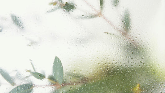 7 Strategies To Reduce Condensation In Your Greenhouse