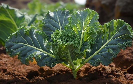 How to Grow Kale for Winter Harvest