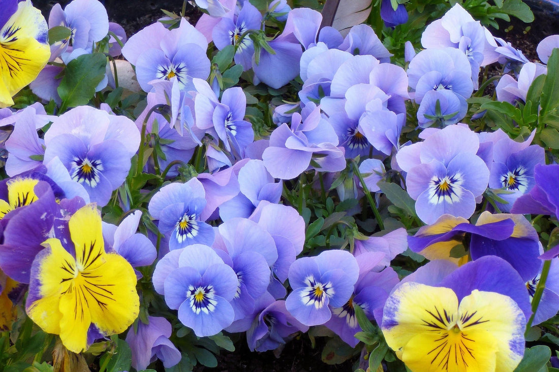 How to Grow Edible Flowers Indoors