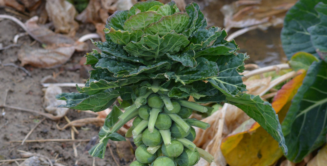 How to Grow Brussels Sprouts in a Greenhouse