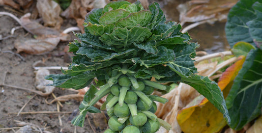 How to Grow Brussels Sprouts in a Greenhouse