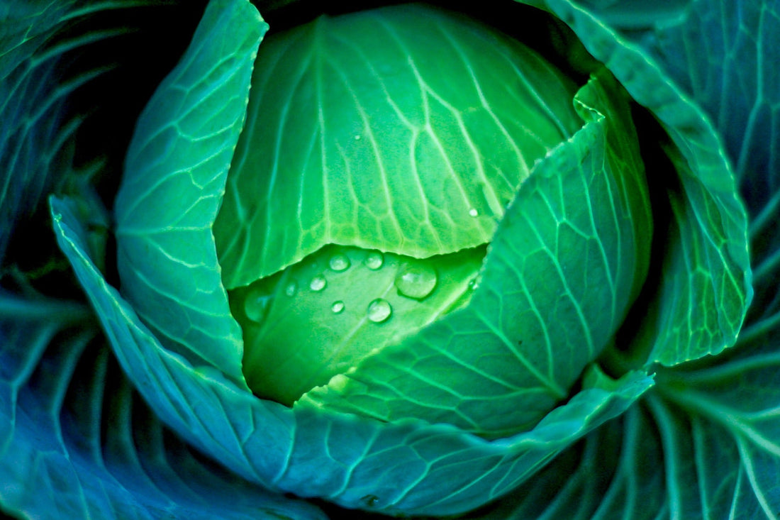 Best Crops for School Greenhouses in Fall