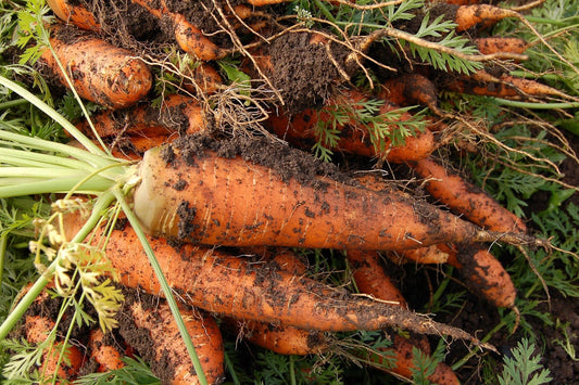 How to Grow Carrots Indoors