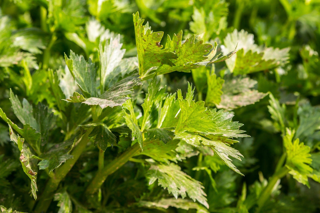 How to Grow Celery in a Greenhouse