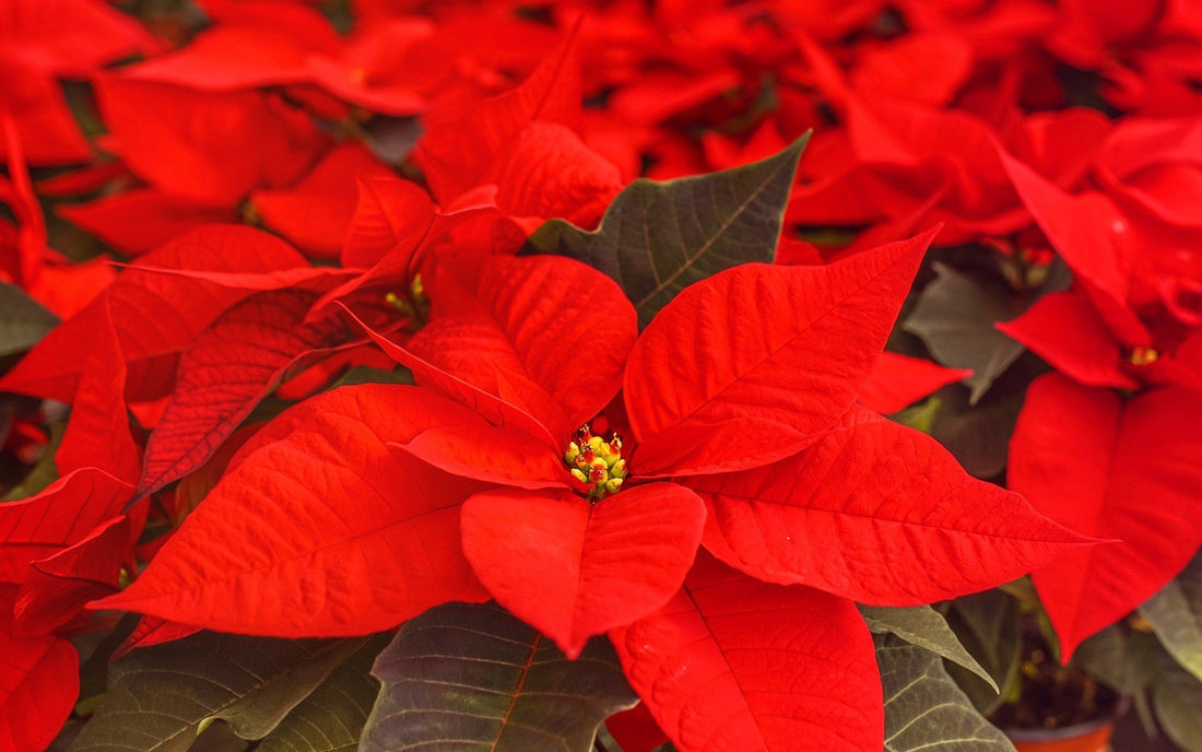 Best Crops for Christmas Sales