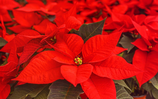 Best Crops for Christmas Sales