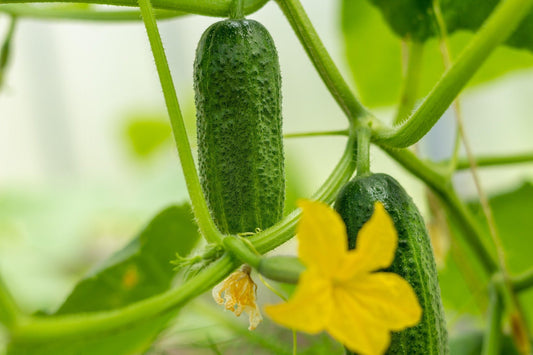How to Grow Early Cucumbers in a Greenhouse