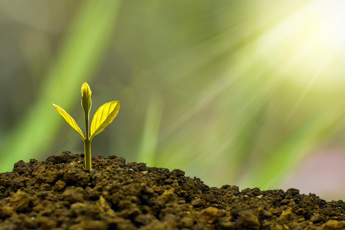 Best Crops to Start in February