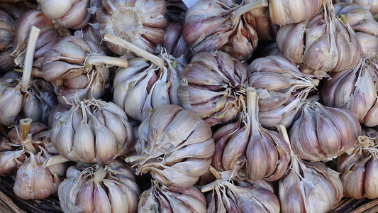 How to Grow Garlic Over Winter