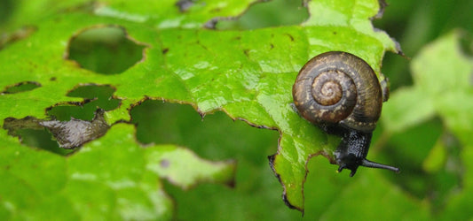 6 Greenhouse Mistakes Beginners Make (and How to Avoid Them)