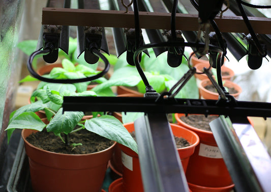The Benefits of LED Grow Lights in Winter