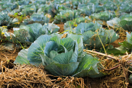 How to Grow Cabbage Successfully in a Greenhouse