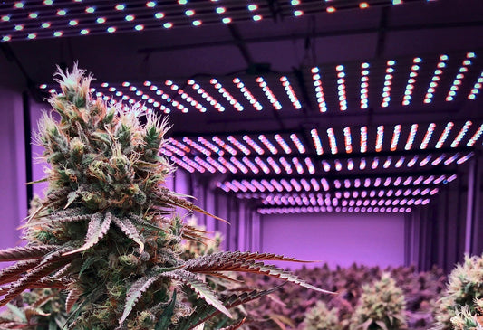 The Benefits of Using LED Lighting in Fall in Your Greenhouse