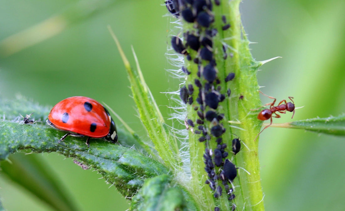 September Pest Management Strategies: A Gardener’s Guide for Greenhouse Success