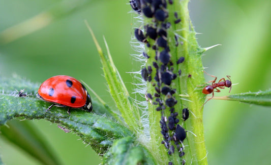 September Pest Management Strategies: A Gardener’s Guide for Greenhouse Success