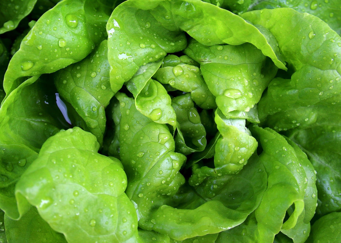 Best Leafy Greens for Fall Production: Top 10 Picks for Greenhouse Success
