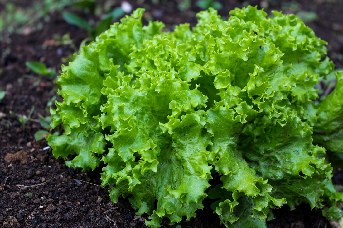 How to Grow Winter Lettuces Indoors