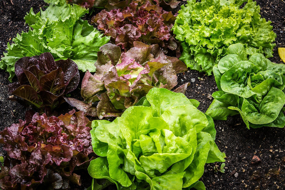 How to Extend Your Lettuce Harvest into Winter