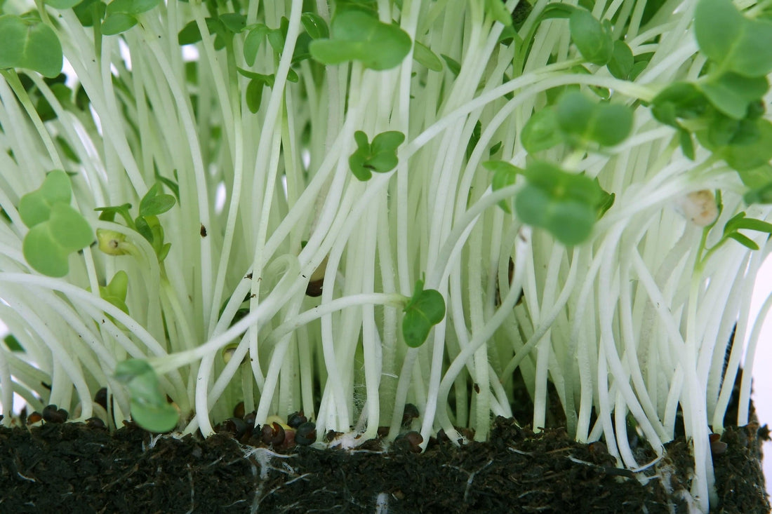 How to Grow Winter Microgreens for Extra Income