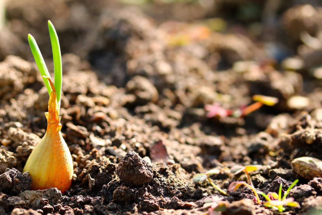 How to Start Onions from Seed in a Greenhouse