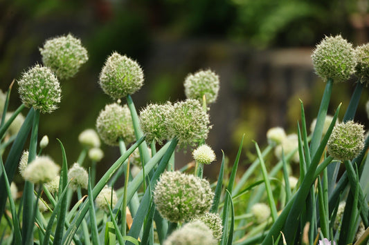 Best Crops for Unheated Greenhouses in Winter