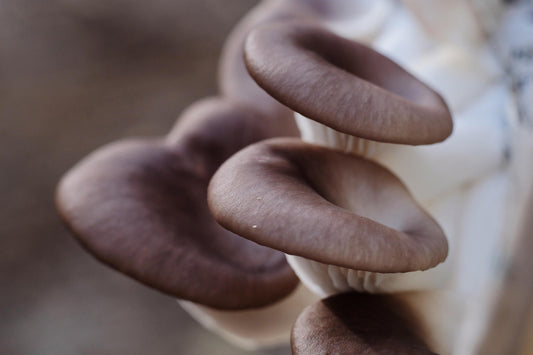 How to Grow Edible Mushrooms in a Greenhouse