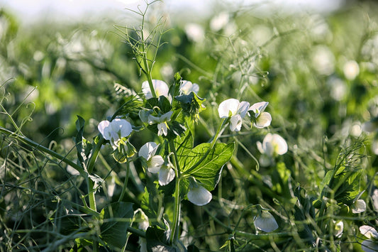 How to Plant Cover Crops in a Greenhouse