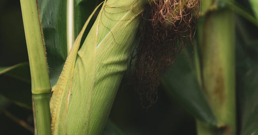 Detailed photo of a maize plant showcasing the ear with silk tassels in a natural setting.