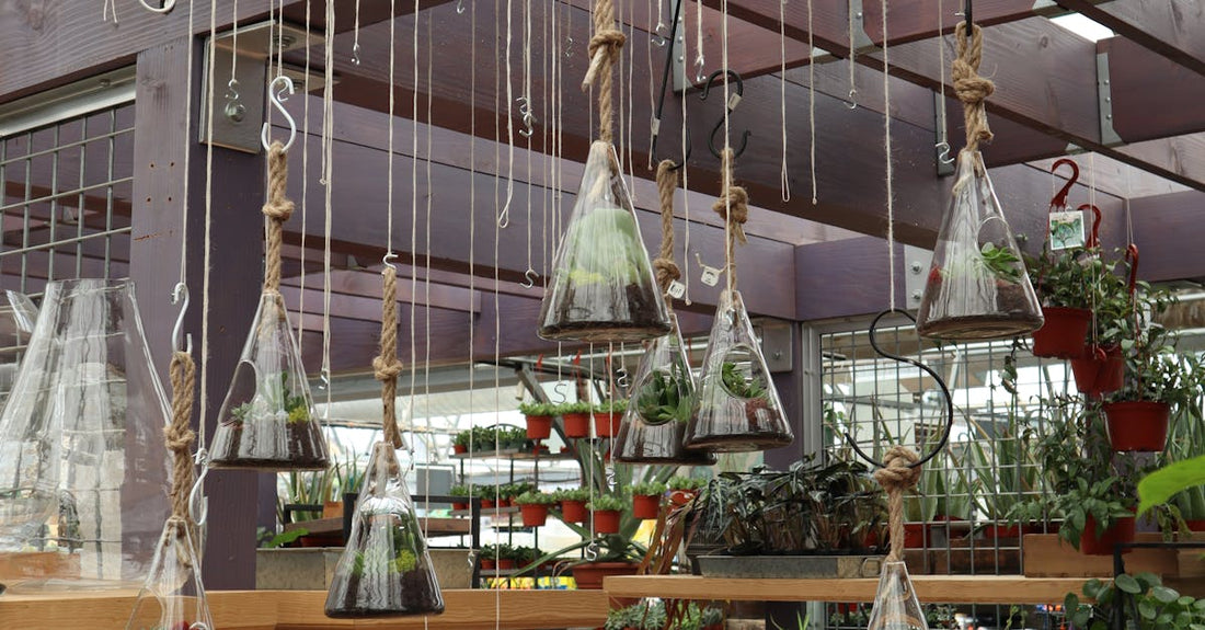 A greenhouse with hanging terrariums and diverse plants displayed on shelves.