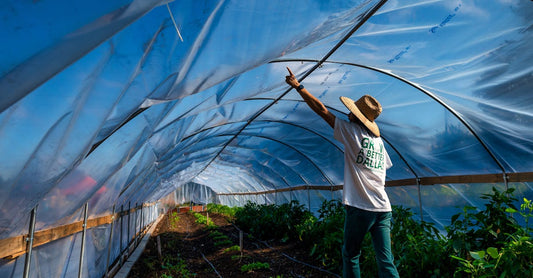 A gardener in a hat points upwards inside a plastic-covered greenhouse tunnel filled with plants.