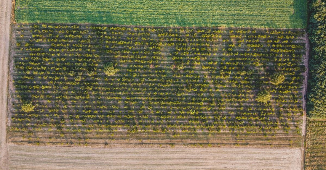 Drone aerial view of lush green farmland in Săcueni, Romania during summer.