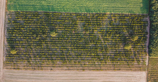 Drone aerial view of lush green farmland in Săcueni, Romania during summer.