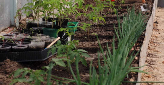Row of vibrant plants growing inside a greenhouse, showcasing healthy growth and gardening care.