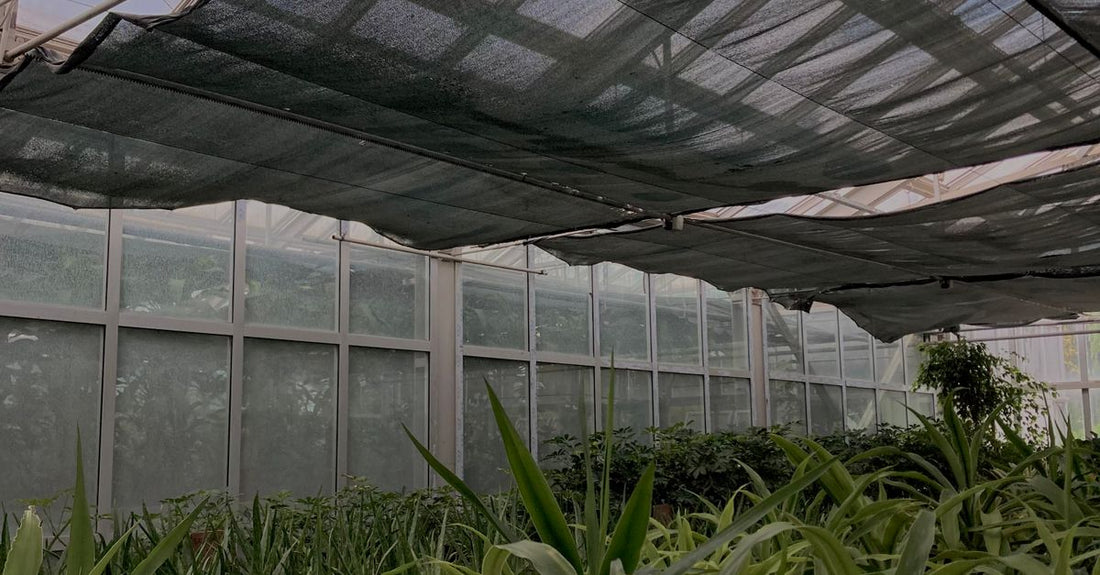 Indoor view of a thriving greenhouse filled with lush green plants and protective netting.