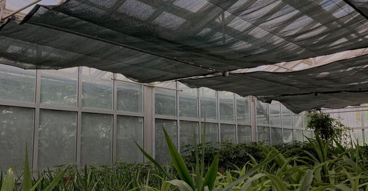 Indoor view of a thriving greenhouse filled with lush green plants and protective netting.